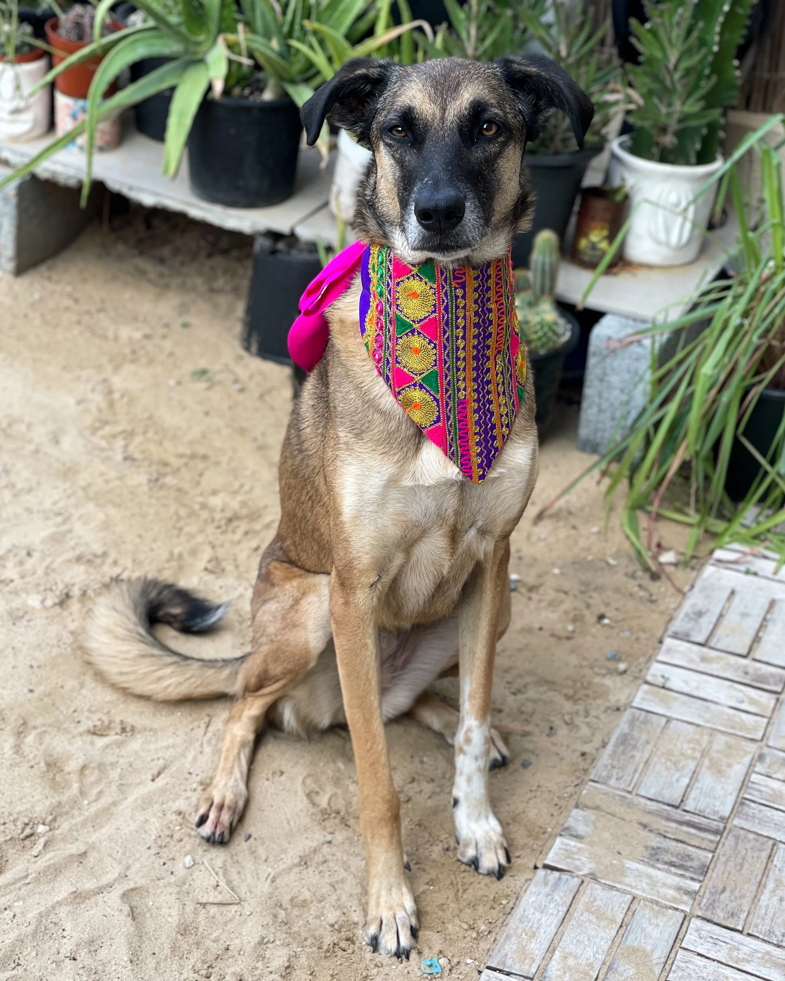 Embroidered Doggy Bandana