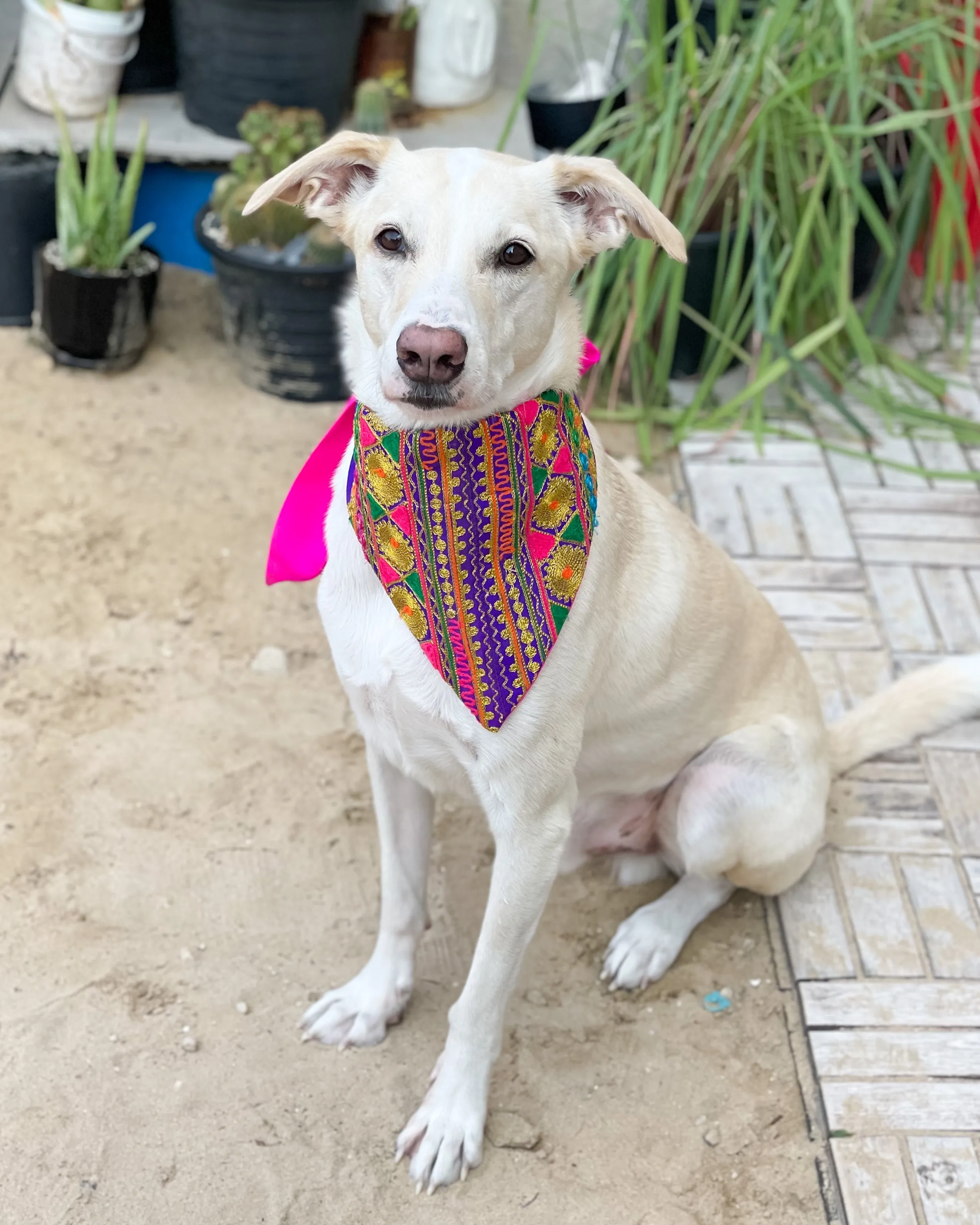 Embroidered Doggy Bandana