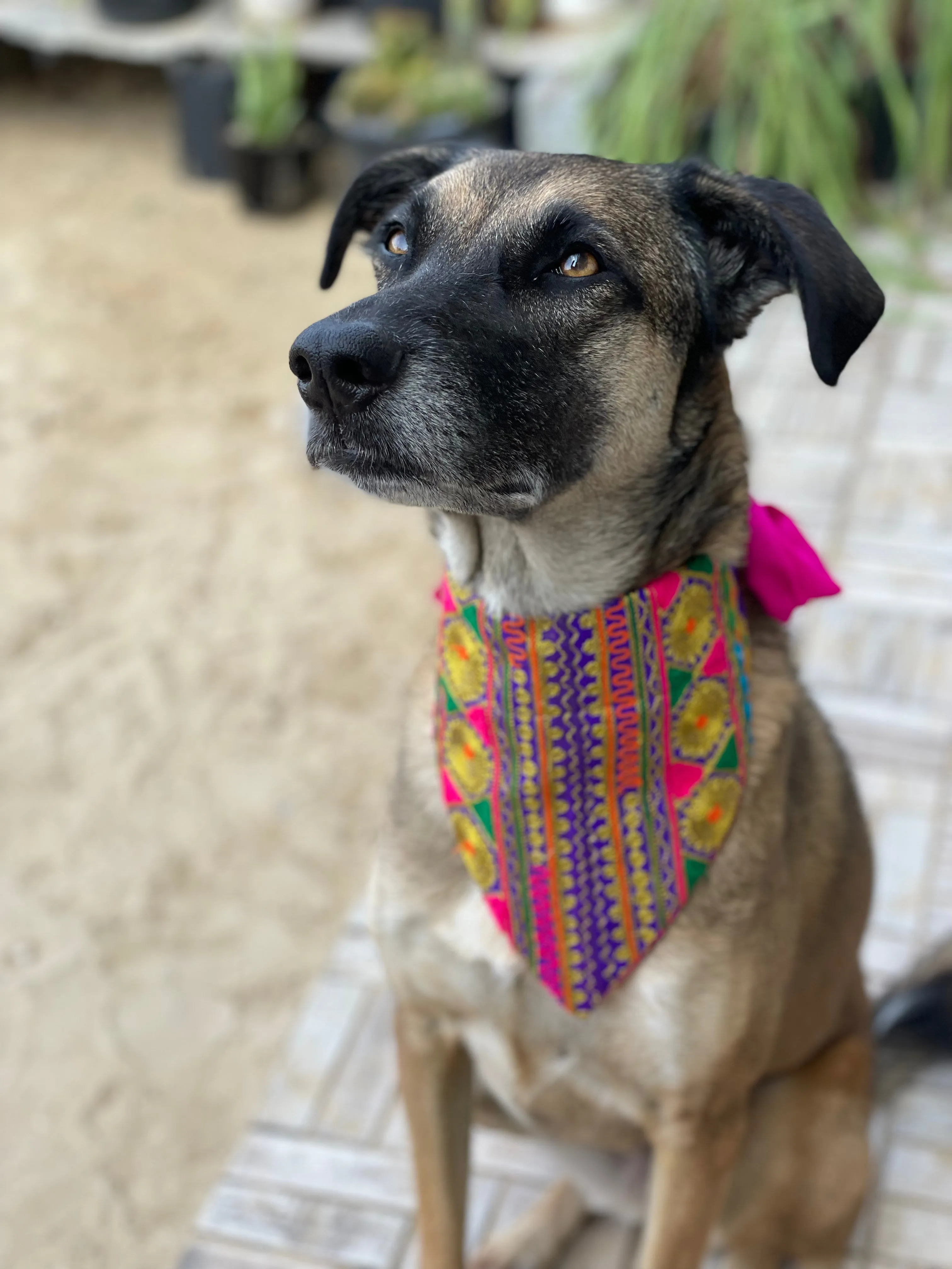Embroidered Doggy Bandana