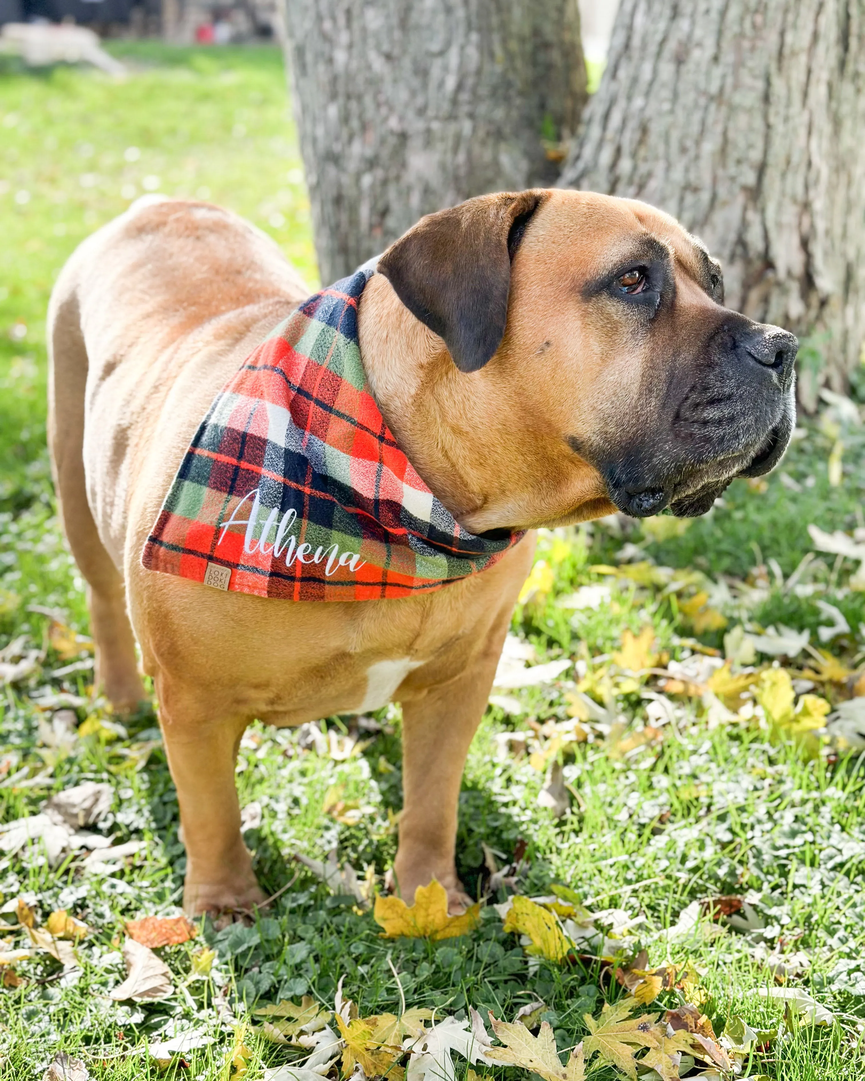 Fall Harvest Plaid Flannel Dog Bandana