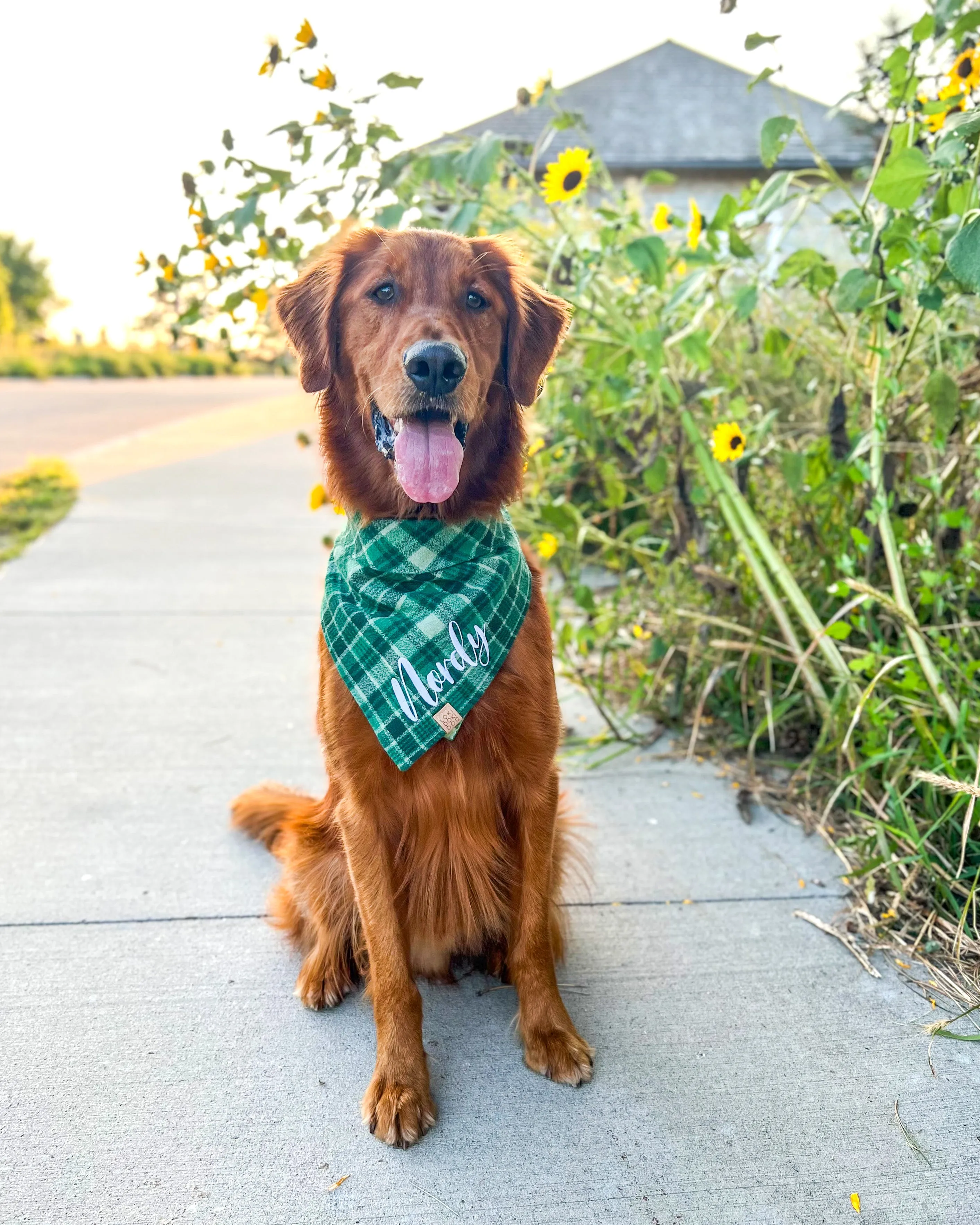 Forest Green Plaid Flannel Dog Bandana (Personalization Available)