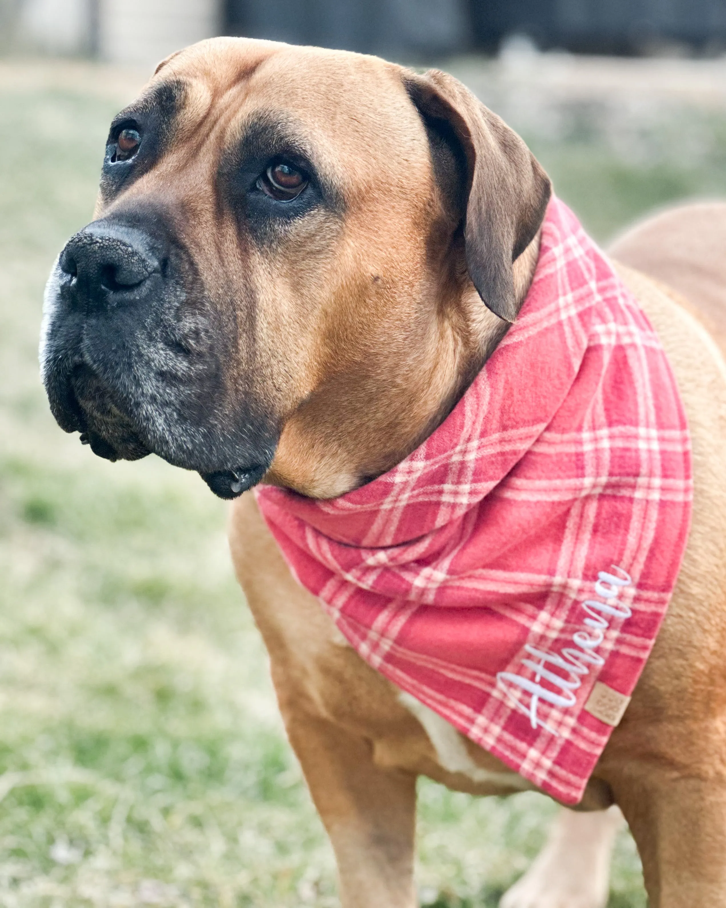 Sun-kissed Coral Plaid Flannel Dog Bandana (Personalization Available)