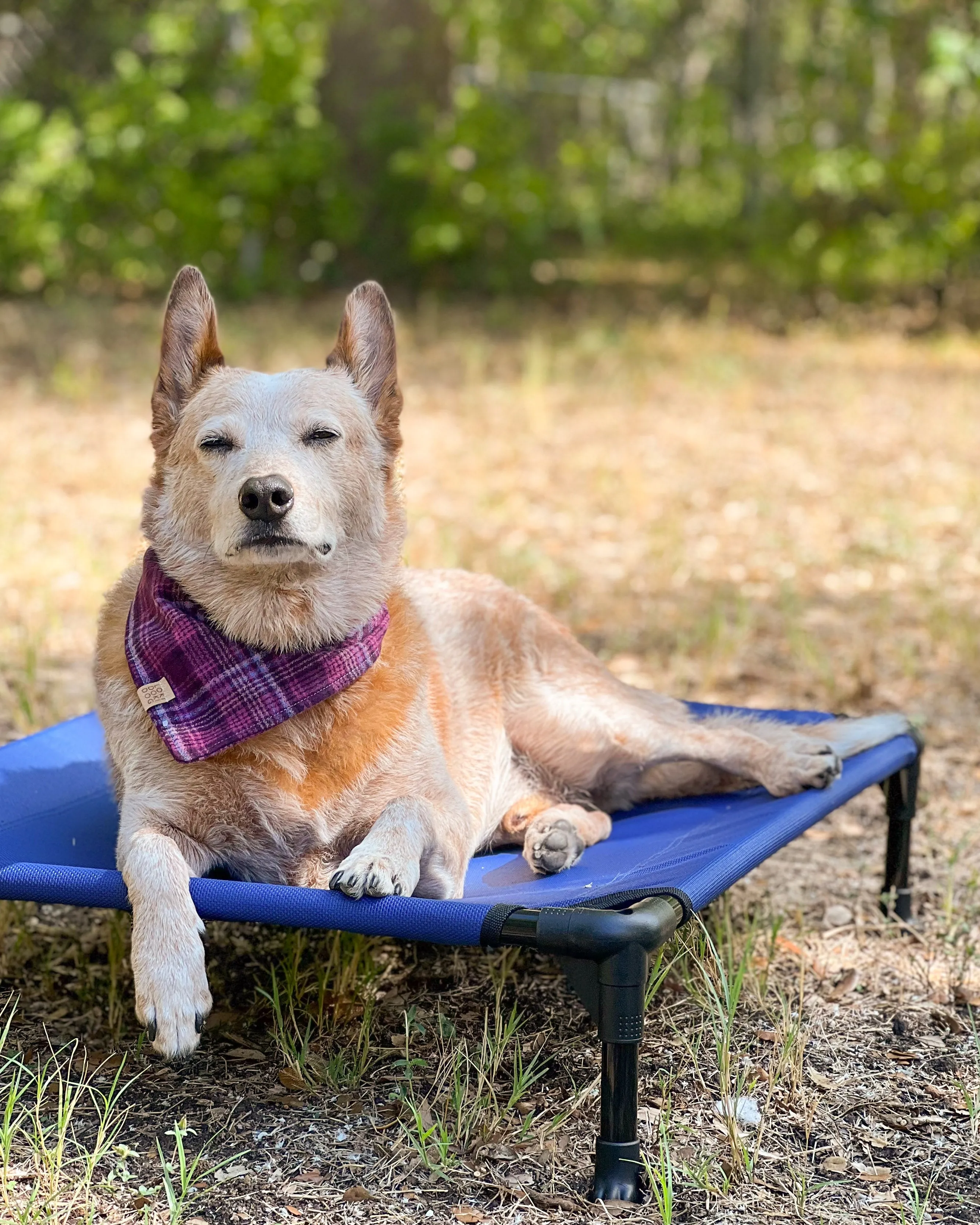 Wildberry Plaid Flannel Dog Bandana (Personalization Available)